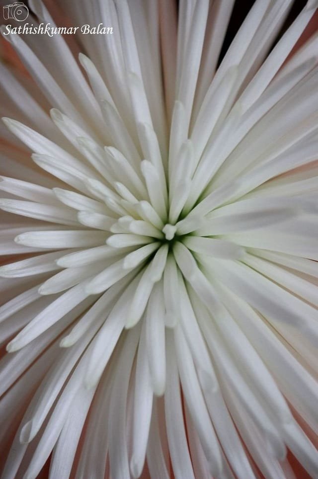 Chrysanthemum