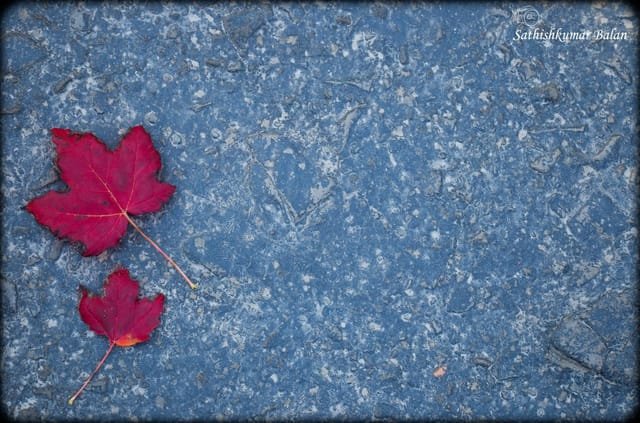 Fall leaves