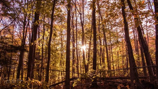 Forest sunburst