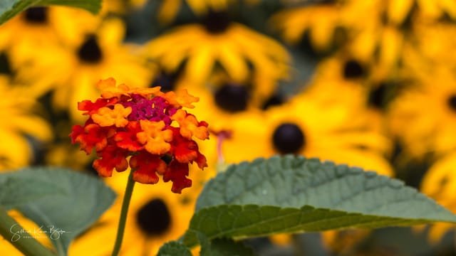 Lantana, Bronx Zoo