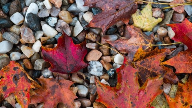Leaves on stones