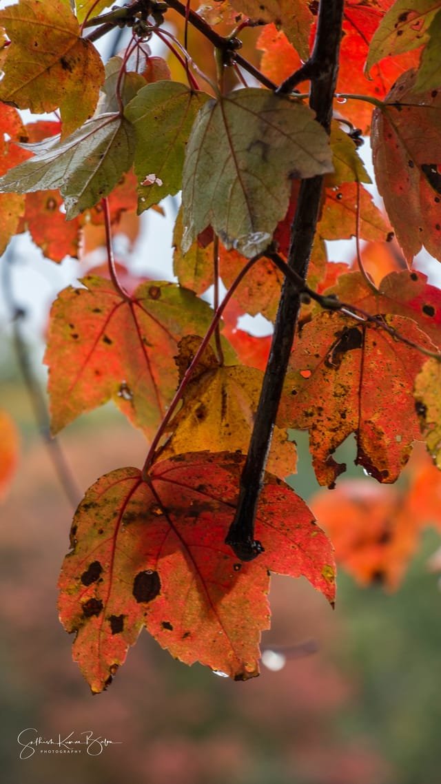 Maple leaves