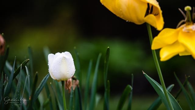 Spring tulips