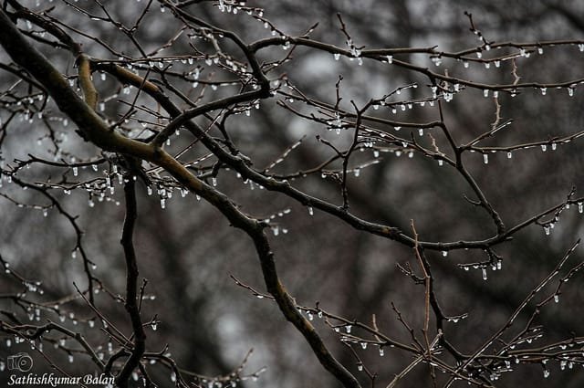 Thuligal · Drops